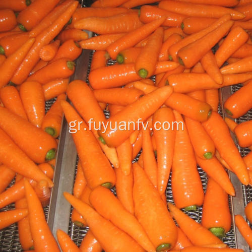 Υψηλής ποιότητας νέα καλλιέργεια φρέσκο ​​καρότο